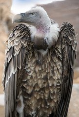 specimen of griffon vulture, Gyps fulvus