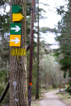 Arow signs on tree