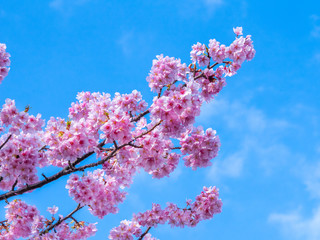 河津桜