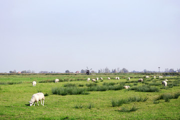 Fototapeta na wymiar 水車のある草原の羊