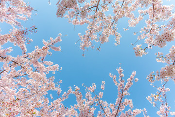 日本の満開の桜　壁紙や背景用にJapanese cherry blossoms full bloom