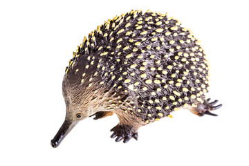 Echidna