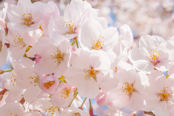 日本の満開の桜　壁紙や背景用にJapanese cherry blossoms full bloom