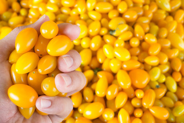 Fresh yellow tomato in hand