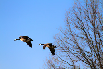Canadian geese on the blue sky background