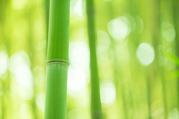 Bamboo forest, bamboo forest in China has special cultural symbo