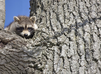 Racoon in Winter