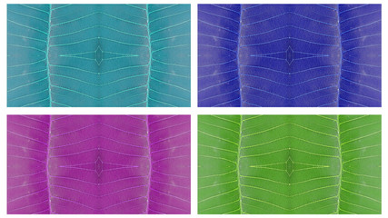 Fototapeta premium leaves texture background