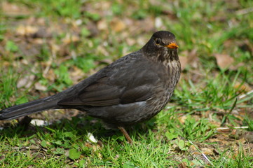 Amsel Männchen