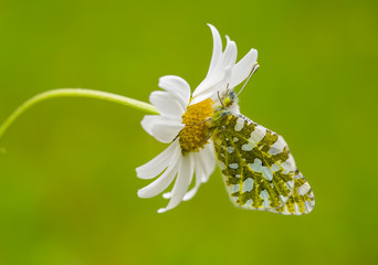 kelebek © Esin Deniz