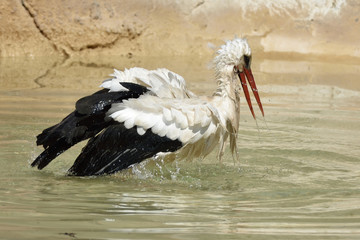 cicogna