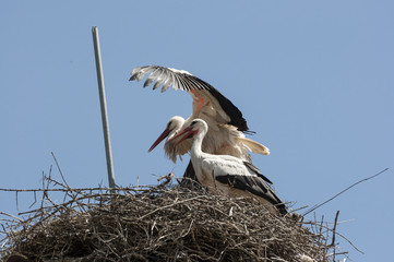 Pair of White stork, Ciconia ciconia on the nest