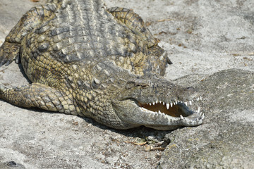 Coccodrillo del nilo