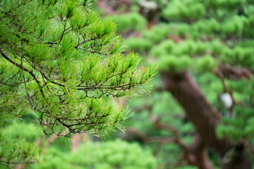 雨の六義園と松