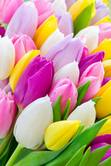 Tulpen