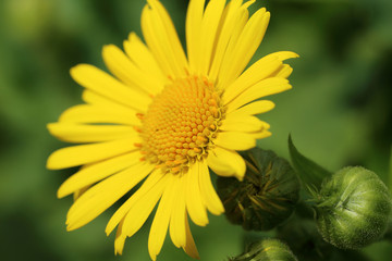 Detail of the spring Flower