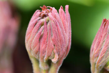 Detail of the spring Flower