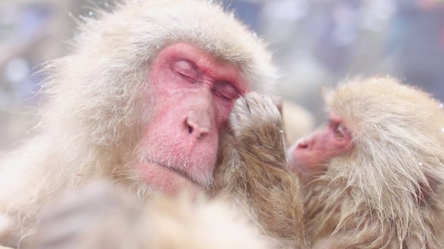 Hot Spring Snow Monkeys