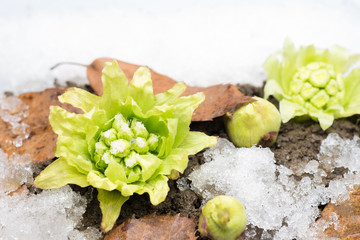 Fototapeta premium 野草のふきのとう