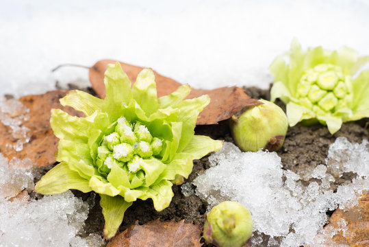 野草のふきのとう