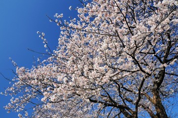 龍厳淵の満開の桜