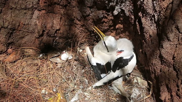 White-tailed tropicbird with its chick in the nest.