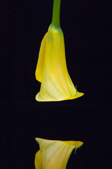 Portrait of yellow calla lily on a black  background
