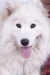 White dog