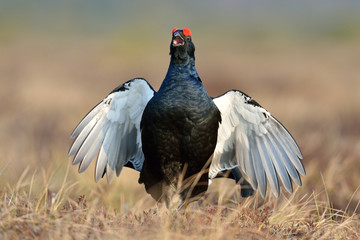 Black grouse calling
