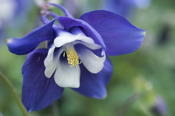 orchidea blu e bianca