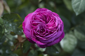 rosa viola
