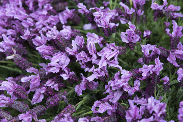 fiori di lavanda