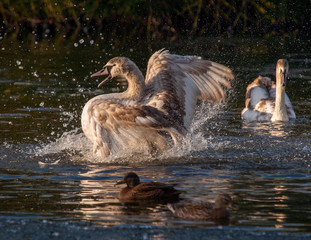 Cygnets