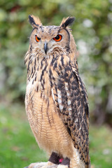 An indian rock eagle-owl, Bubo bengalensis