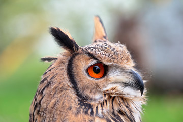 Portrait of an indian eagle-owl