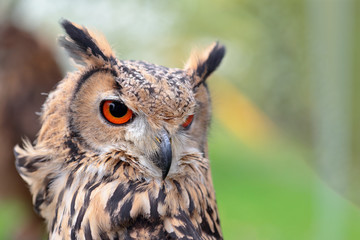Portrait of an indian rock eagle-owl