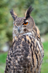 Eurasian eagle-owl