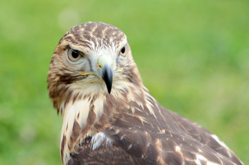 Red-tailed hawk looking at camera