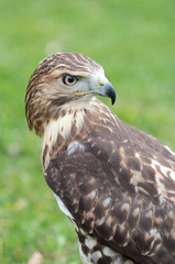 Red-tailed hawk looking at behind