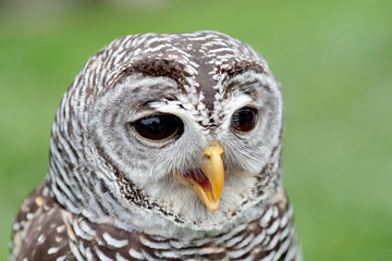 Naklejka premium Portrait of a barred owl