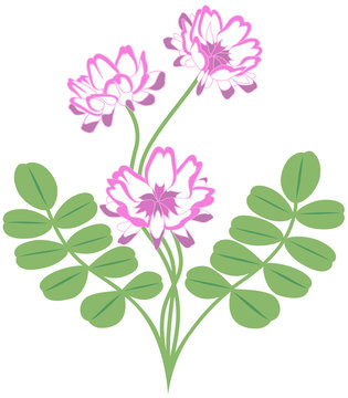 蓮華草 の画像 1 143 件の Stock 写真 ベクターおよびビデオ Adobe Stock