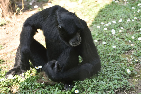 Siamango