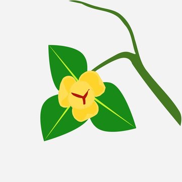 Melodorum fruticosum Lour flower with the leaf