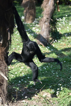 Siamango