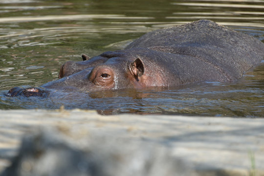 ippopotamo