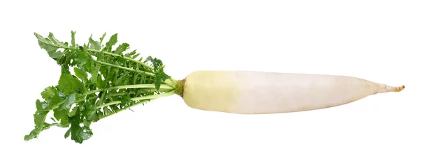 Fotobehang fresh white radish on a  white background © sommai