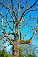 ARBRE CAMPAGNE MORVAN