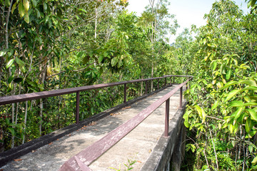 Fototapeta na wymiar Pathway in mangrove forest