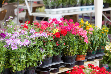 blossoming houseplants to stand on show-window of flower shop