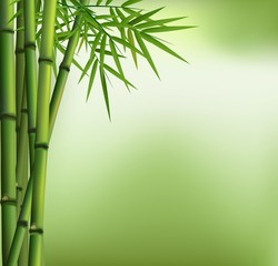 Fototapeta na wymiar Green bamboo grove isolated on green background